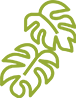 Folha Monstera